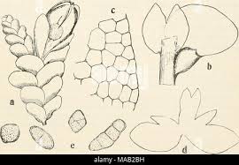 Attēlu rezultāti vaicājumam “Lejeunea cavifolia”