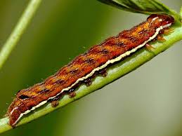 Attēlu rezultāti vaicājumam “Actinotia polyodon”