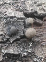 Attēlu rezultāti vaicājumam “Amaurochaete atra young”