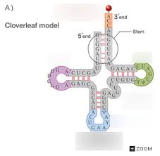 Image result for the end of the t-loop structure