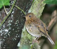 Attēlu rezultāti vaicājumam “Erithacus rubecula juvenile”