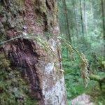 Attēlu rezultāti vaicājumam “Festuca altissima flower”