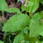 Attēlu rezultāti vaicājumam “Pulmonaria obscura leaf”