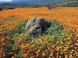 Image result for Dimorphotheca sinuata