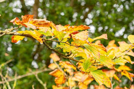 Attēlu rezultāti vaicājumam “Hamamelis japonica”