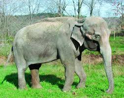 Image result for Lota lota