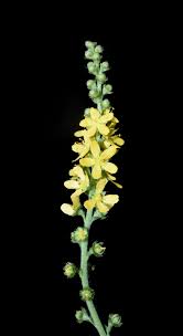 Attēlu rezultāti vaicājumam “Agrimonia pilosa bud”