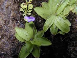 Attēlu rezultāti vaicājumam “Pinguicula vulgaris”