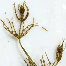 Attēlu rezultāti vaicājumam “Chara intermedia male”