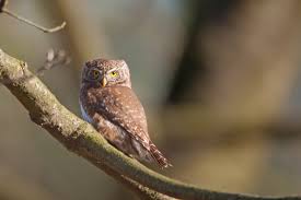 Attēlu rezultāti vaicājumam “Glaucidium passerinum”