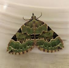 Attēlu rezultāti vaicājumam “Colostygia pectinataria female”