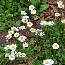 Attēlu rezultāti vaicājumam “Bellis perennis”