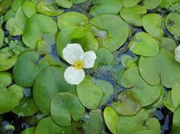 Attēlu rezultāti vaicājumam “Hydrocharis morsus-ranae fruit”