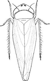 Attēlu rezultāti vaicājumam “Lygaeidae”