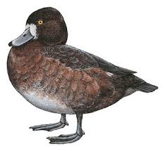 Image result for Aythya marila