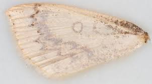 Attēlu rezultāti vaicājumam “Cyclophora annularia”