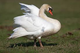 Attēlu rezultāti vaicājumam “Cygnus olor adult”