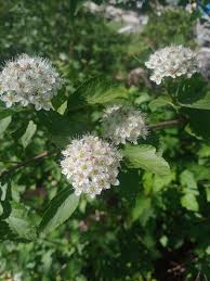 Attēlu rezultāti vaicājumam “Physocarpus opulifolius”