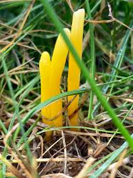 Attēlu rezultāti vaicājumam “Clavulinopsis helvola”