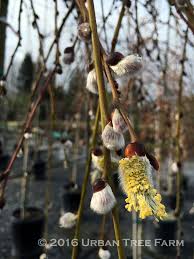 Attēlu rezultāti vaicājumam “Salix caprea”