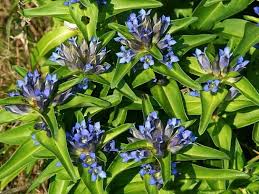 Attēlu rezultāti vaicājumam “Gentiana cruciata flower”