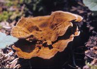 Attēlu rezultāti vaicājumam “Onnia tomentosa”