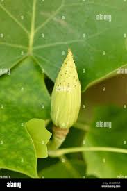 Attēlu rezultāti vaicājumam “Liriodendron tulipifera fruit”