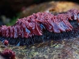 Attēlu rezultāti vaicājumam “Stemonitis pallida macro”