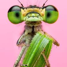 Attēlu rezultāti vaicājumam “macro”