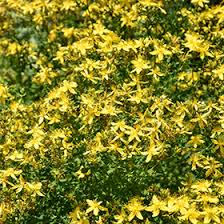 Attēlu rezultāti vaicājumam “Hypericum perforatum”