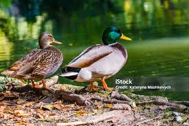 Attēlu rezultāti vaicājumam “Anas platyrhynchos”