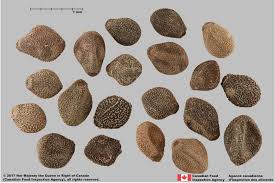 Attēlu rezultāti vaicājumam “Fallopia convolvulus fruit”