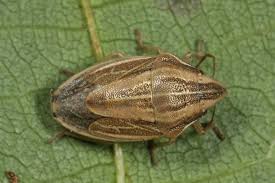 Attēlu rezultāti vaicājumam “Aelia acuminata”