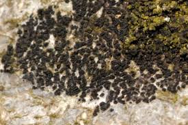 Attēlu rezultāti vaicājumam “Opegrapha atra”