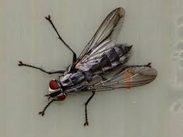 Attēlu rezultāti vaicājumam “Sarcophagidae”