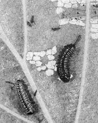 Attēlu rezultāti vaicājumam “Agonopterix hypericella imago”