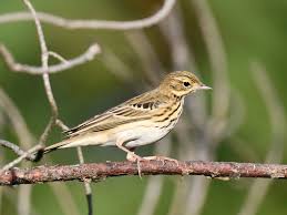 Attēlu rezultāti vaicājumam “Anthus trivialis”