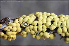 Attēlu rezultāti vaicājumam “Physarum conglomeratum macro”