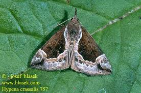 Attēlu rezultāti vaicājumam “Hypena crassalis”