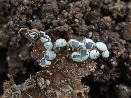 Attēlu rezultāti vaicājumam “Didymium difforme macro”