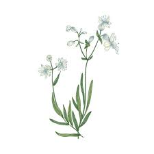 Attēlu rezultāti vaicājumam “Silene vulgaris leaf”