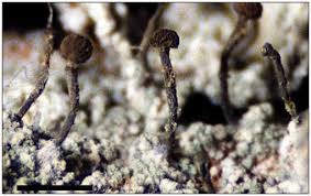 Attēlu rezultāti vaicājumam “Calicium adspersum”