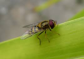 Attēlu rezultāti vaicājumam “Syrphus sp.”