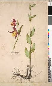 Attēlu rezultāti vaicājumam “Cypripedium calceolus leaf”