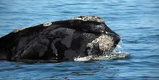 Image result for Eubalaena glacialis