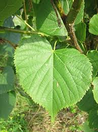 Attēlu rezultāti vaicājumam “Tilia cordata”