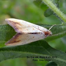 Attēlu rezultāti vaicājumam “Evergestis extimalis”