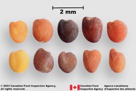 Attēlu rezultāti vaicājumam “Trifolium montanum fruit”