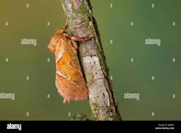 Attēlu rezultāti vaicājumam “Hepialus sylvina female”