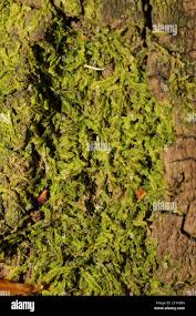 Attēlu rezultāti vaicājumam “Metzgeria violacea”